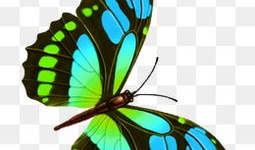 漫画蝴蝶图片,自然界的色彩舞者